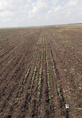 Setva ogled  hibridima ozime uljane repice