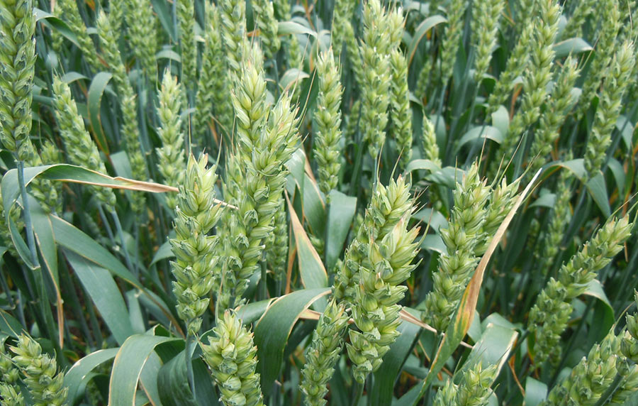 Komisija za priznavanje sorti pšenice i ostalih strnih žita 