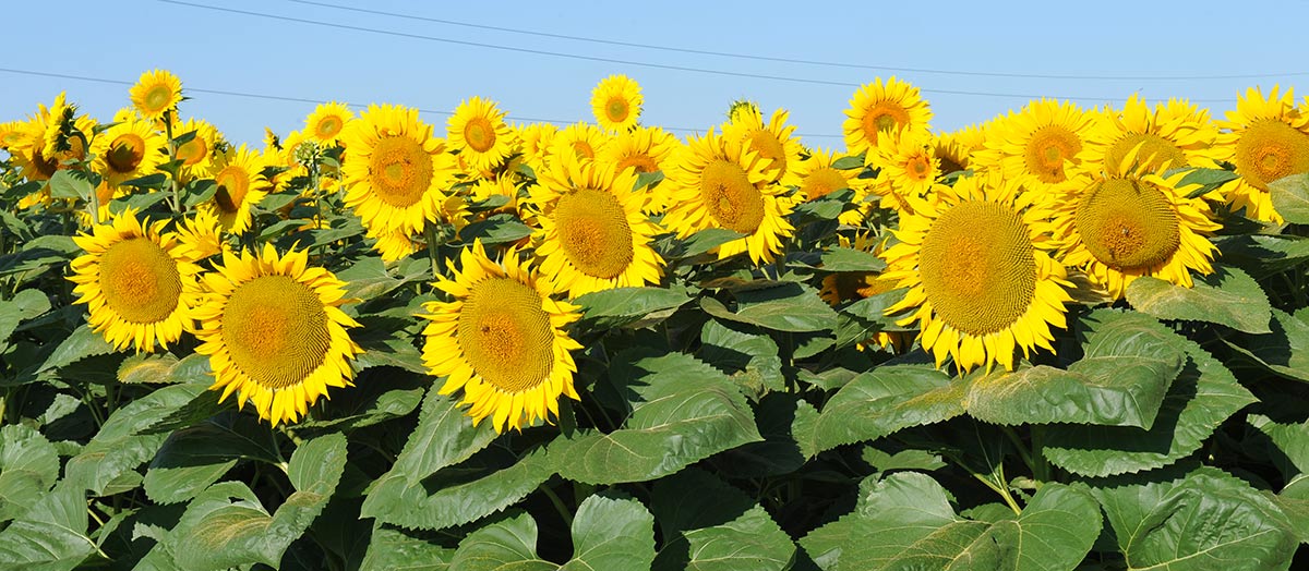 Vodič za priznavanje sorti - Industrijsko bilje