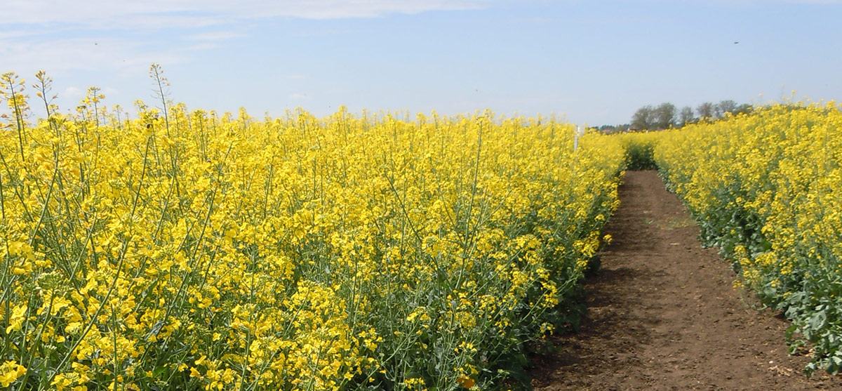 Vodič za priznavanje sorti - Krmno bilje
