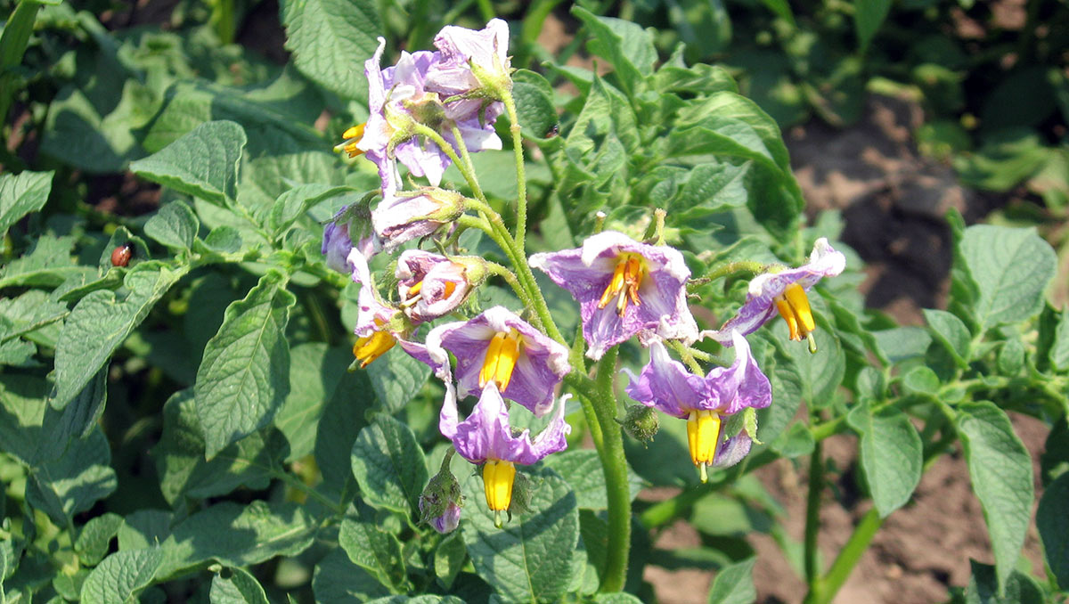 Vodič za priznavanje sorti - Krompir