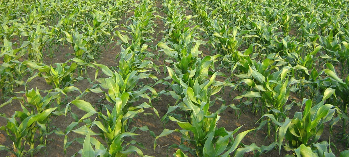 Vodič za priznavanje sorti - Kukuruz