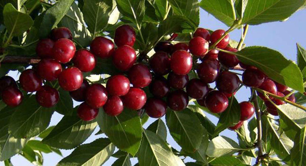 Vodič za priznavanje sorti - Voće i vinova loza