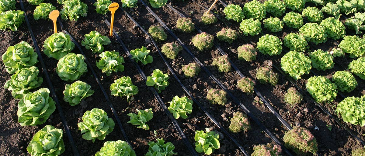 Vodič za priznavanje sorti - Povrće