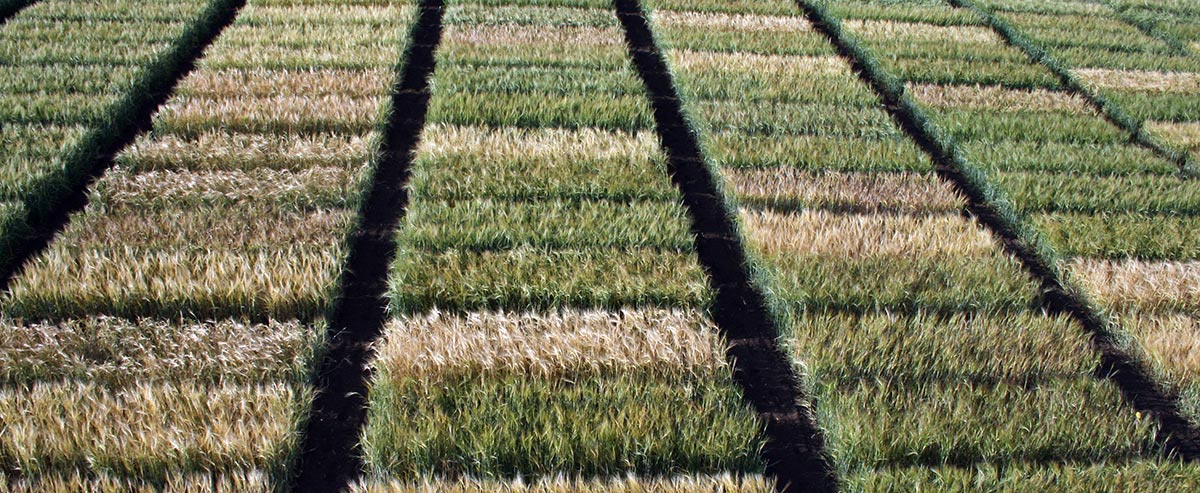 Vodič za priznavanje sorti - Strna žita