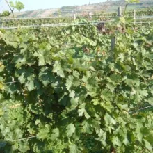 Ogledi sa vinovom lozom