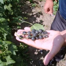 Ogledi sa borovnicom