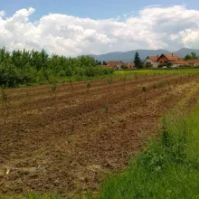 Ogledi sa sortama voća u Čačku