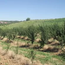 Ogled na Radmilovcu, 19. jun 2012. godine