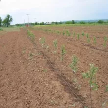 Ogledi sa sortama jabuke