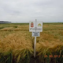 Sortni ogledi strnih žita, Kikinda - jun, 2012. godine