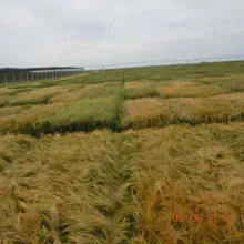 Ogled strnih žita, lokalitet Kikinda 2012. godine