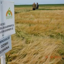 Strna žita,Kikinda 2012