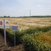 Dan polja PSS Sombor - ogled sa strnim žitima, 08.06.2012.