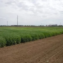 Ogled strna žita - Sombor, april 2015. godine