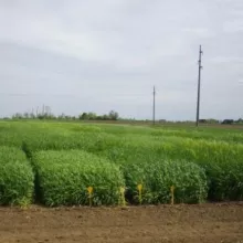 Ogled strna žita - Sombor, april 2015. godine
