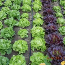 DUS ogled sa salatom Sombor 2012