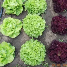 Još malo salate - Sombor 2012