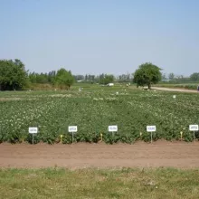 Ogled sa krompirom, Dan polja PSS Sombor, 08.06.2012.