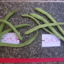 Sorte visoke boranije