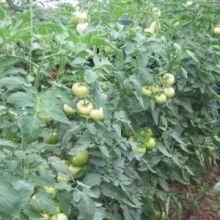 Indeterminantni paradajz