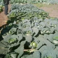 Referentna kolekcija