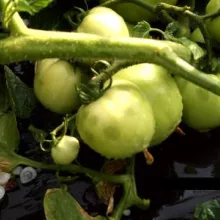 Oštećenja na paradajzu