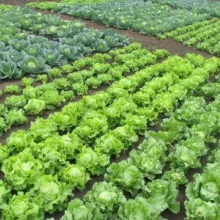 Ogledno polje u Somboru