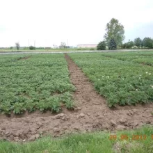 VCU ogled krompir lokalitet Sombor 2012. godine