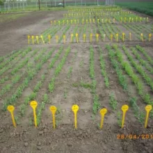 Sombor, april 2015. godine - grašak referentna kolekcija