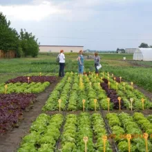 Referentna kolekcija zelene salate