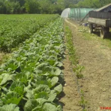 Ogled sa kupusom u Šurjanu