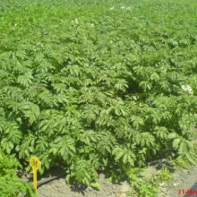 Sortni mikroogled sa krompirom u Šurjanu