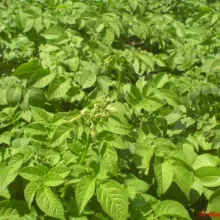 Sortni ogled sa krompirom u Šurjanu