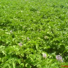 Sortni ogled sa krompirom Šurjan