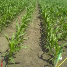 Strip ogled sa kukuruzom u Zrenjaninu