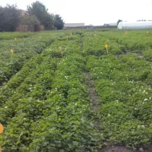 Ogled sa belom detelinom 2013.god. Sombor