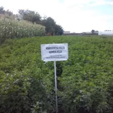 Ogled sa krmnim biljem 2013. Sombor