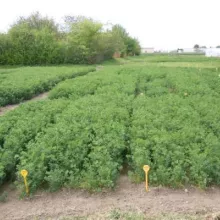 Sombor, maj 2015. godine