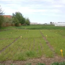 Sombor, maj 2015. godine