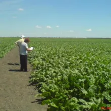 Obilazak strip ogleda sa šećernom repom