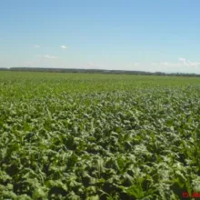 Ogled sa šećernom repom, Sremska Mitrovica - jun, 2012.godine