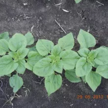 Suncokret, lokalitet Toplana - Sombor 2012