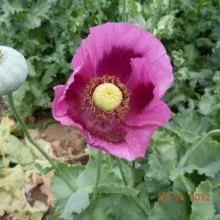 Mak ogledno polje Toplana 2012