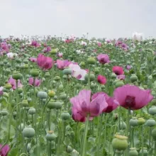 Ogled sa makom Sombor 2012