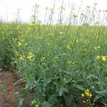 Uljana repica, lokalitet Toplana - Sombor 2012