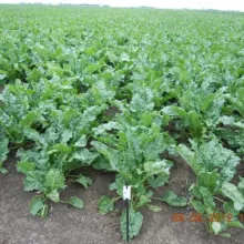 Sortni mikroogled šećerne repe, Kikinda 2012