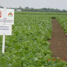 Šećerna repa, Kikinda 2012.godine