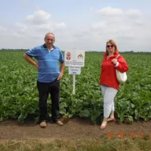 Strip ogled šećerne repe, lokalitet Kikinda 2012