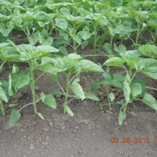 Zaštitna ograda u ogledu sa suncokretom, Kikinda jun 2012